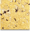 Gama Byzanto 107 - 10ml