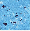 Gama Byzanto 134 - 10ml